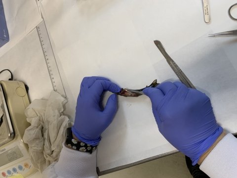 Dissection to abtain target tissues